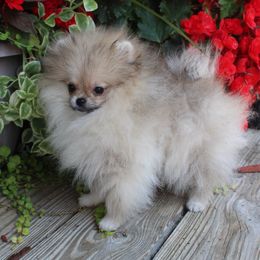 Girl 1 - female Pomeranian puppy in Midland, Michigan from A&M Pomeranians