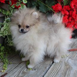 Girl 1 - female Pomeranian puppy in Midland, Michigan from A&M Pomeranians