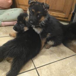 Naomi - Black and red female German Shepherd puppy in Dansville, New York from Badenheath German Shepherds