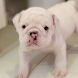 English Bulldog Puppies from Spice O’ Life Bulldogs