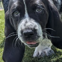 Basset Hounds from Red Mountain Basset Hounds