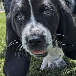 Basset Hounds from Red Mountain Basset Hounds