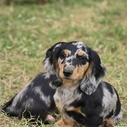Girl 2 - Dapple female Dachshund puppy in Ethel, Washington from Mickey's Miracle Doxies