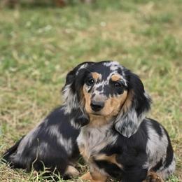 Girl 2 - Dapple female Dachshund puppy in Ethel, Washington from Mickey's Miracle Doxies