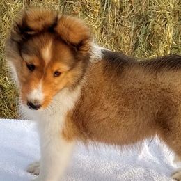Shetland Sheepdog Puppies from MESA Shelties