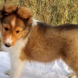 Shetland Sheepdog Puppies from MESA Shelties