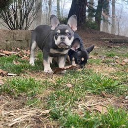 Boy 1 - Tricolors French Bulldog puppy in New Jersey from Couture_frenchies