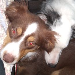 Australian Shepherds from Aussies4ever