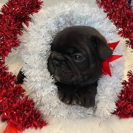 French Bulldog Puppies from Infinity Frenchies