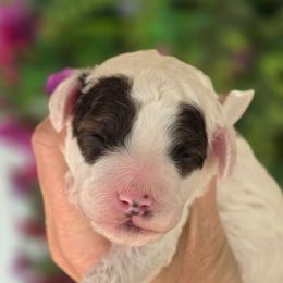 Cream - Tri-color female Cavapoo puppy in Vernon, Texas from Sugarland's Texas Goldendoodles