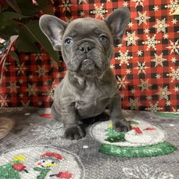 Companion Cross, French Bulldog, Goldendoodle, Pomeranian, and Yorkshire Terrier Puppies from Dbos Furry Friends