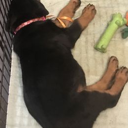 Rottweiler Puppies from Von Helden Herz