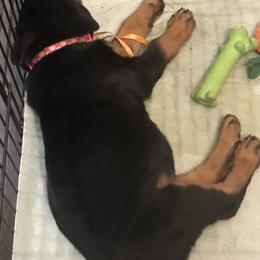 Rottweiler Puppies from Von Helden Herz
