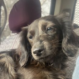 Sprout - Dachshund