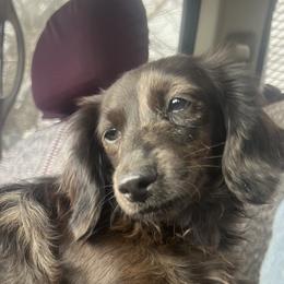 Sprout - Dachshund