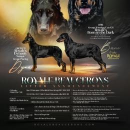 Beauceron puppies from Royale Beaucerons