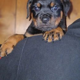 Cane Corso and Rottweiler Puppies from Hause of Rry Rotties & Cane Corso