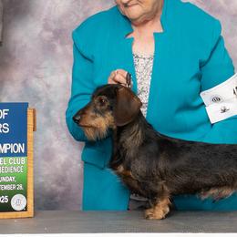 Elvis - Dachshund