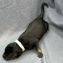 Girl 1 - Black and tan female German Shepherd puppy in Sharon Grove, Kentucky from Julie’s Shepherds
