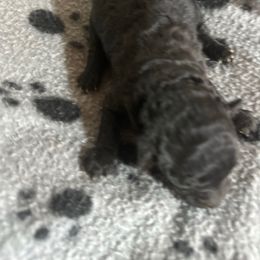 Girl 1 - Silver female Poodle puppy in Rockvale, Tennessee from Cosmic Chinese Cresteds & Wind-Echo Poodles