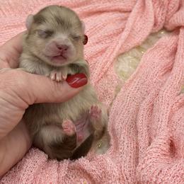 Dubai - Chocolate merle female Pomeranian puppy in Franklin, North Carolina from A&J Cutie Pawtooties
