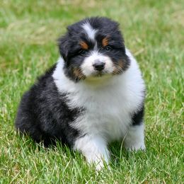 Boy 1 - Black tri-color male Australian Shepherd puppy in Plymouth County, Massachusetts from Clover Creek Aussies