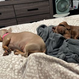 Dachshunds from cadie Bounds