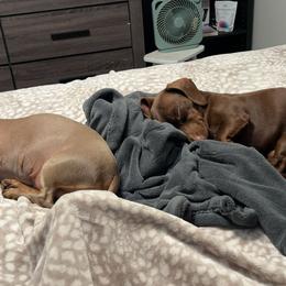 Dachshunds from cadie Bounds