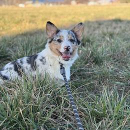 Harvest-White collar male - Blue merle and white male American Corgi puppy in Benjamin, Utah from Nuna’s  Corgis