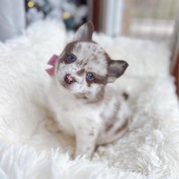 Macaroni - Merle female Pomsky puppy in Cleveland, Ohio from Lake Point Pomskies