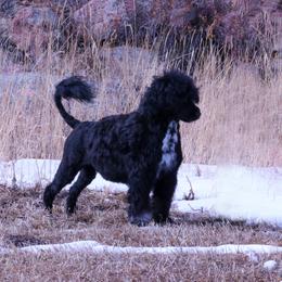 Rebel - Portuguese Water Dog