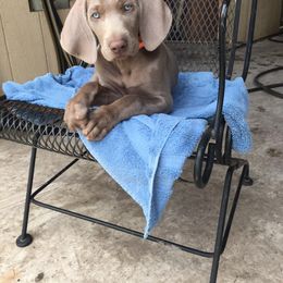 Weimaraner Puppies from Brymar Weimaraners