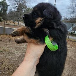 Girl 4 - Black and red female German Shepherd puppy in Roanoke, Alabama from Von Schönen Träumen German Shepherds