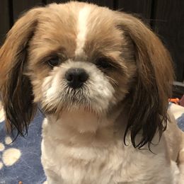 Muddy - Shih Tzu
