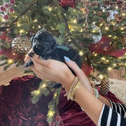 Walter - Black male Bernedoodle puppy in Yuba City, California from Ranch House Doodles