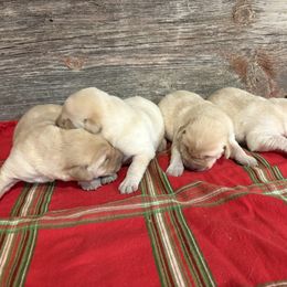 First pick of male pups - Yellow male Labrador Retriever puppy in Freeport, Illinois from Rock Hollow Retrievers