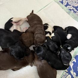 Newfoundland Puppies from Amanda Robinson