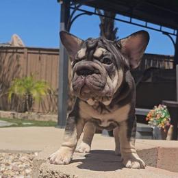George Big Rope - Black and tan male French Bulldog puppy in Lakeside, California from True Joy French Bulldogs