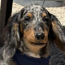 Dachshunds from ZMC Acres Doxies