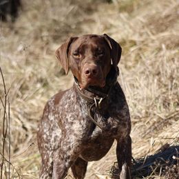 Drei - German Shorthaired Pointer