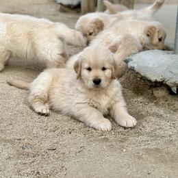 Golden Retriever Puppies from Caliber Golden Retriever’s