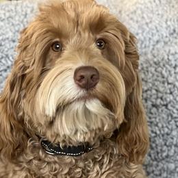 Elvis - Australian Labradoodle