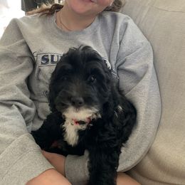 Sheepadoodle Puppies from Riley Grace Puppies