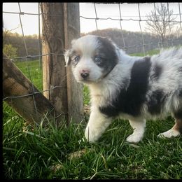 Australian Shepherd and Poodle Puppies from Faith, Feathers & Furgooddog123