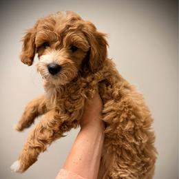 Bashful - Red  female Goldendoodle puppy in Bradenton, Florida from Christianna’s Mini Goldendoodles