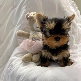 Boy 2 - Black and gold male Yorkshire Terrier puppy in Seattle, Washington from 🎀 Yorkies Boutique Babydolls 🎀
