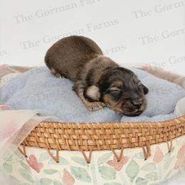 Bean Jr (BJ) - Cream male Dachshund puppy in Greenville, North Carolina from The Gorman Farms