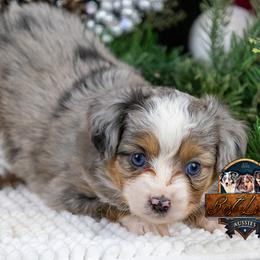 Sapphire - Blue merle female Toy Australian Shepherd puppy in Granbury, Texas from Best Little Aussies