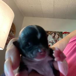 Harper - Black and white female Chihuahua puppy in Red Bluff, California from Aye Chihuahua