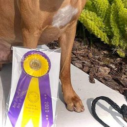 Rhodesian Ridgeback Puppies from Aziza Ridgebacks